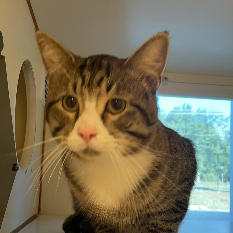 An adult small-sized male Black Domestic Short Hair cat named Colonel Cooper for adoption in Norman, OK