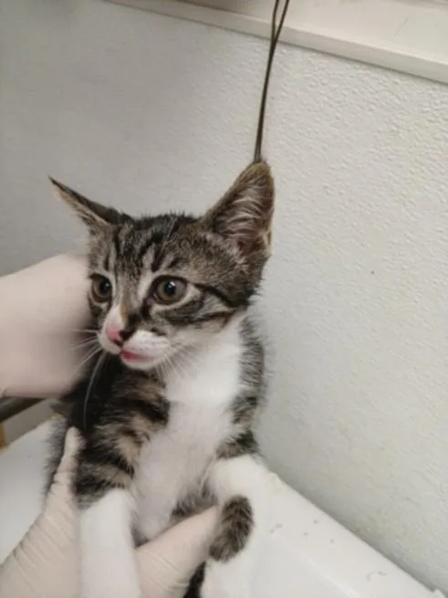 A baby small-sized female Domestic Short Hair cat named Ariel for adoption in Chatsworth, CA