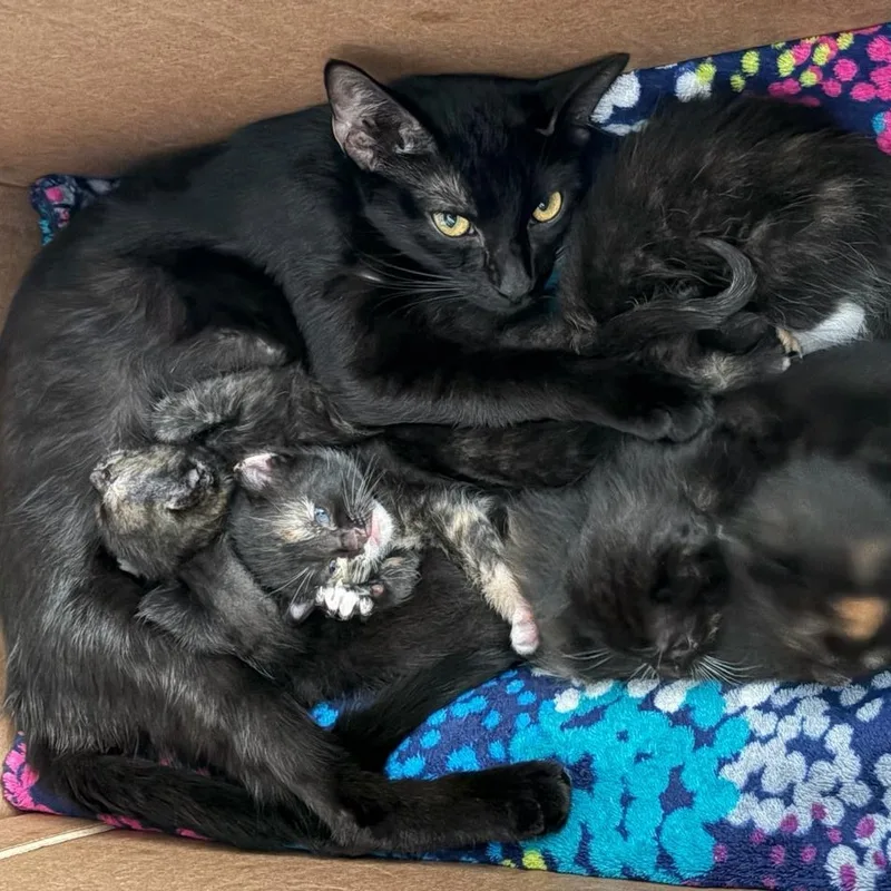 A young medium-sized female Black Domestic Short Hair cat named Nyxie for adoption in Grove City, OH