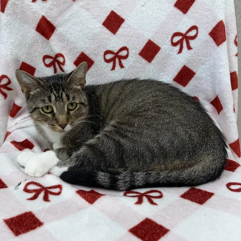 A young large-sized female Brown / Chocolate Domestic Short Hair cat named Hoja for adoption in Naperville, IL