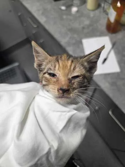 A baby small-sized female Domestic Short Hair cat named Salt for adoption in Sevierville, TN