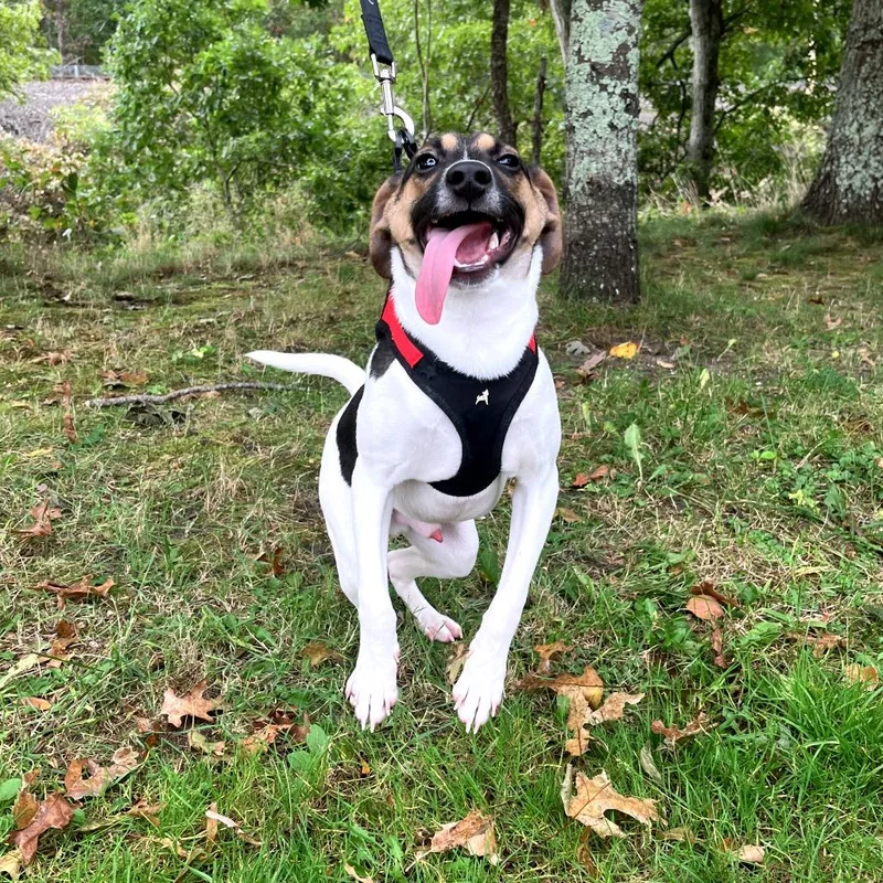 A young small-sized male Terrier dog named Theo for adoption in East Hampton, NY