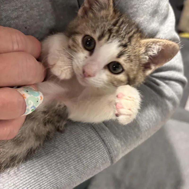 A baby small-sized female Black Domestic Short Hair cat named Kwan Treece for adoption in Morrison, CO