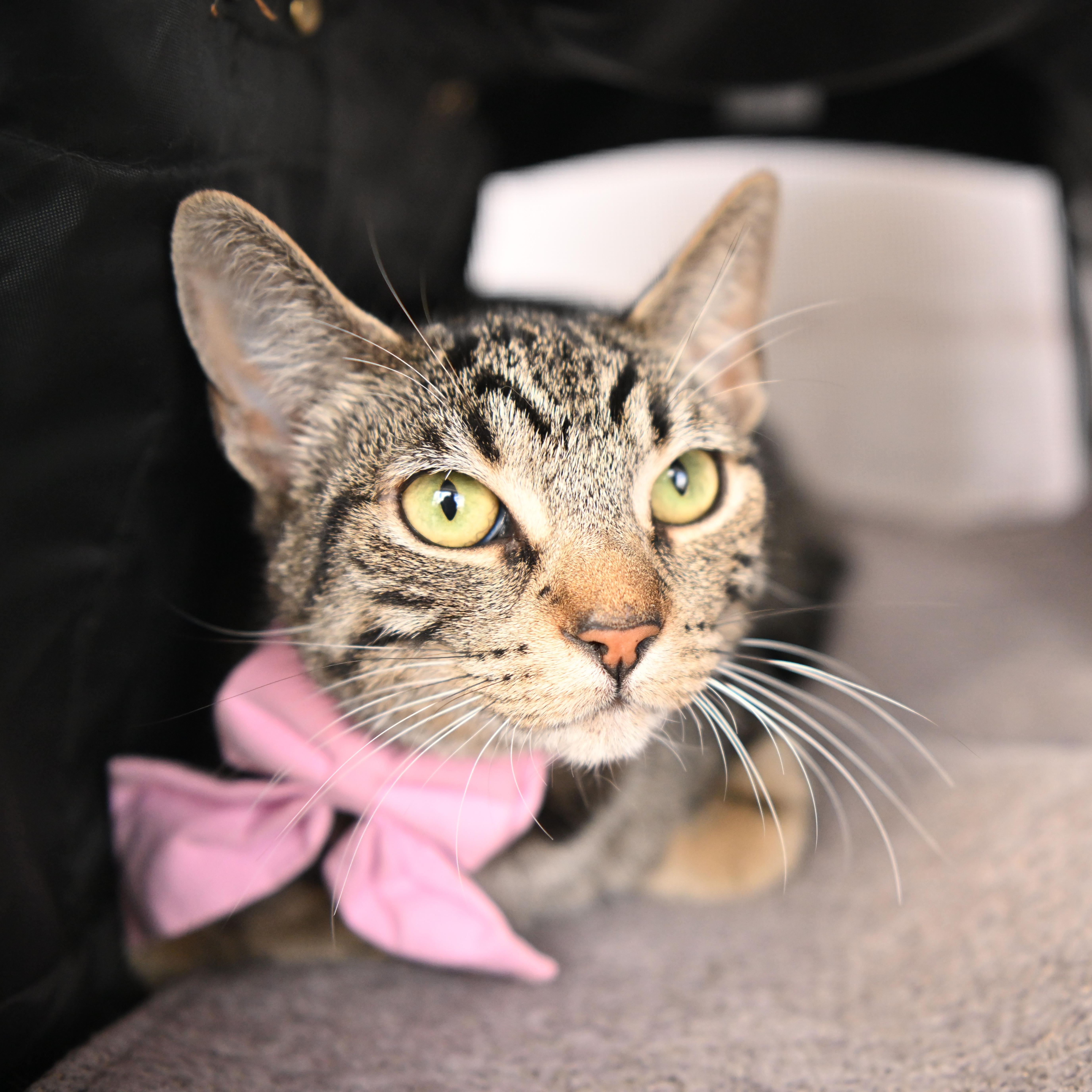 A baby medium-sized female Tabby (Brown / Chocolate) Domestic Short Hair cat named Lily Potter for adoption in Orange, CA