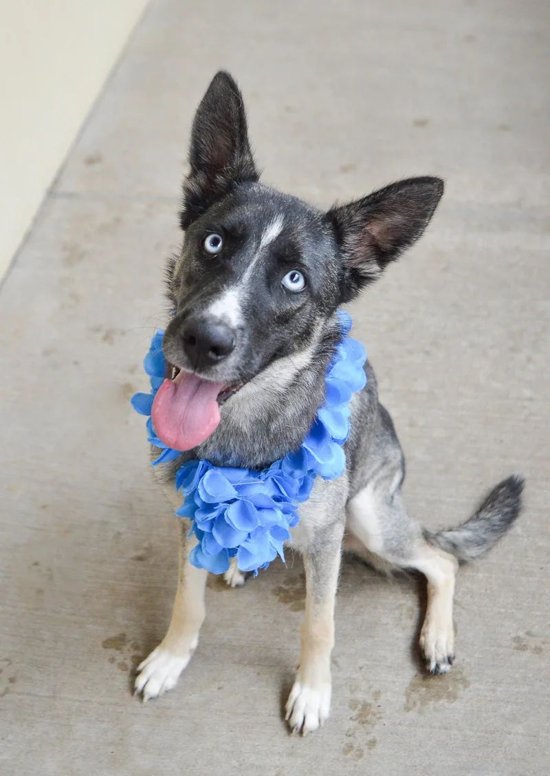An adult large-sized female Husky dog named Trophy for adoption in McKinney, TX