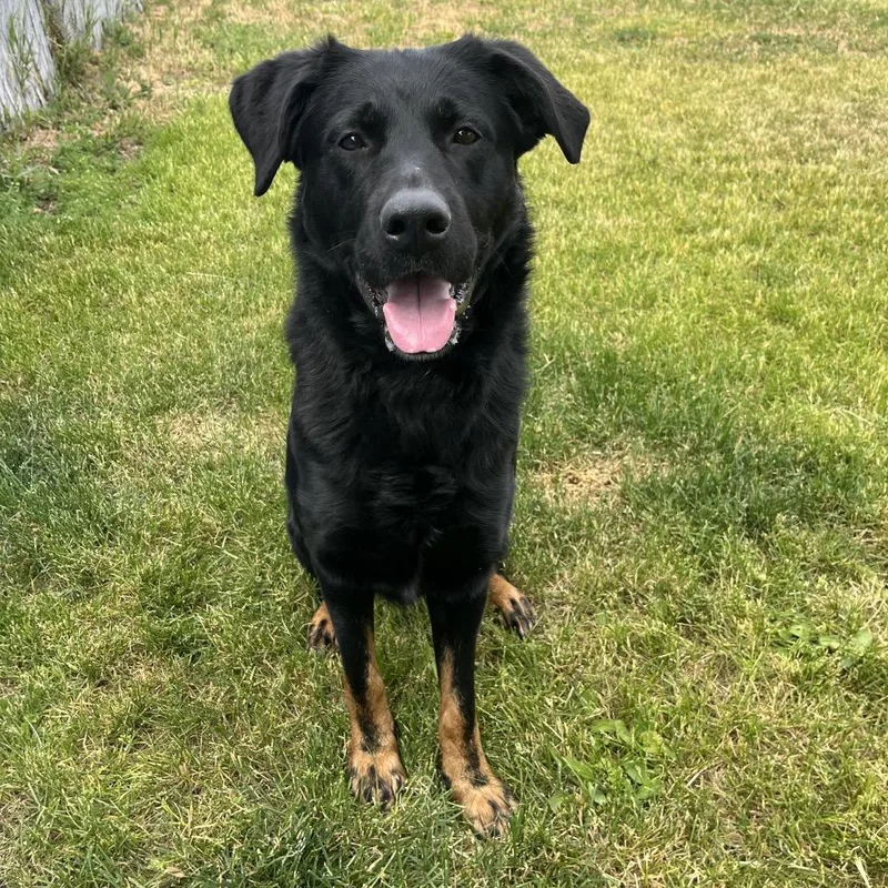 An adult large-sized male Black Shepherd dog named Smokey for adoption in Spokane, WA