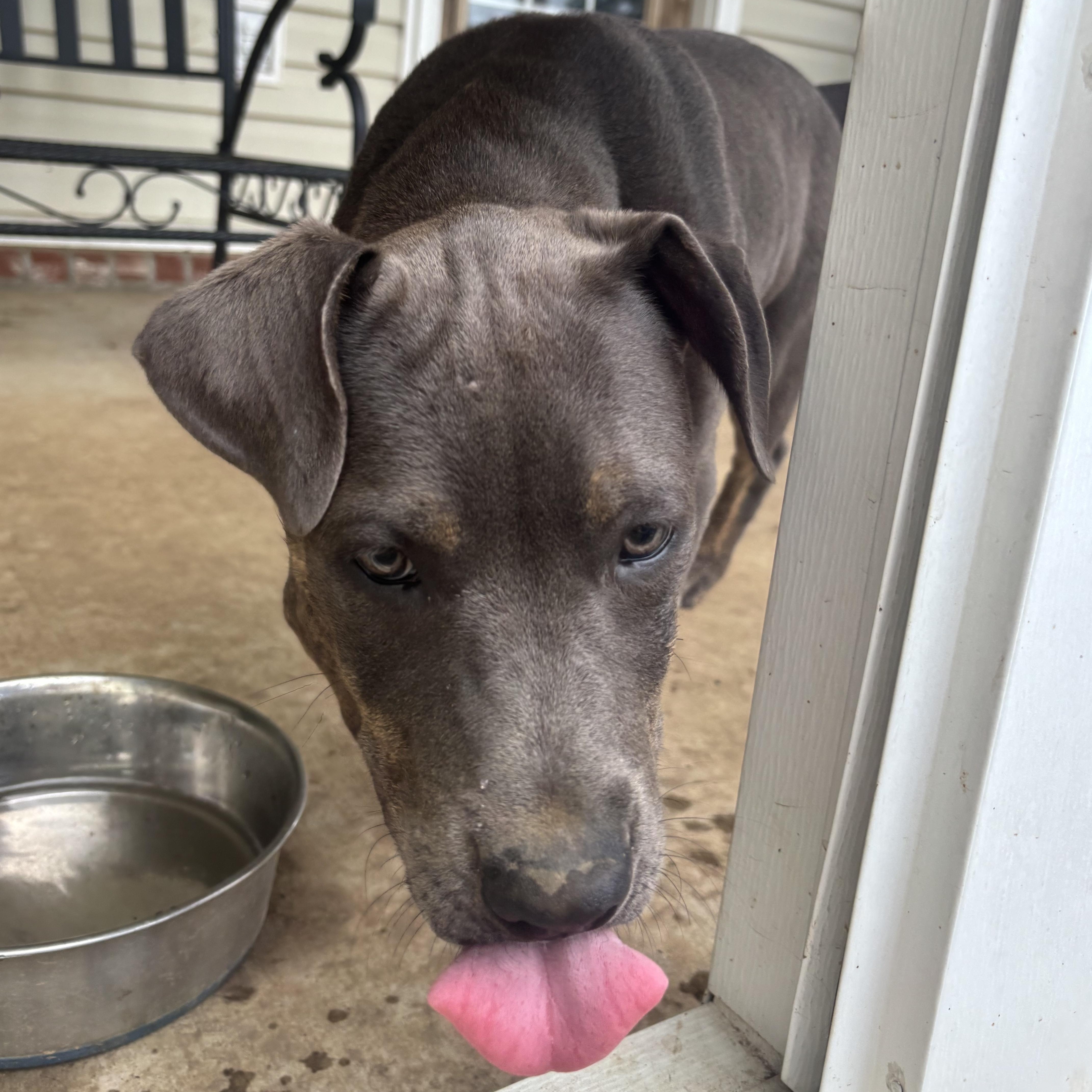 A baby large-sized male Gray / Blue / Silver Catahoula Leopard Dog dog named Tanner for adoption in Sheridan, AR