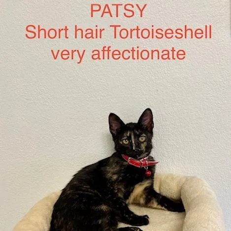 A baby small-sized female Tortoiseshell Domestic Short Hair cat named Patsy for adoption in Webster, TX