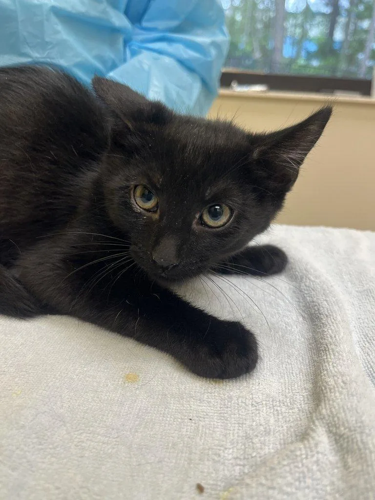 A baby small-sized male Black Domestic Short Hair cat named Allen for adoption in Raleigh, NC