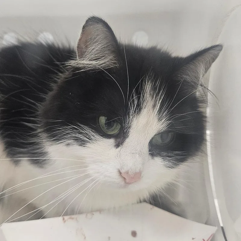 An adult medium-sized female Black Domestic Medium Hair cat named Peanut for adoption in Greenville, SC