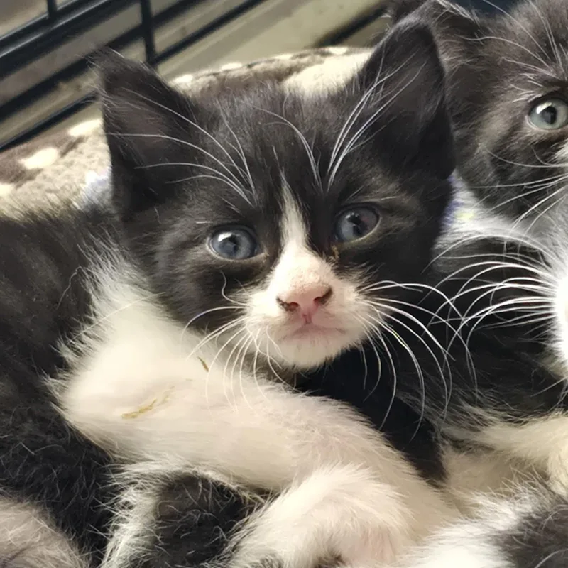 A young small-sized female Black & White / Tuxedo Domestic Short Hair cat named Penguin for adoption in Nashville, TN