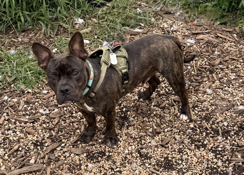 Max