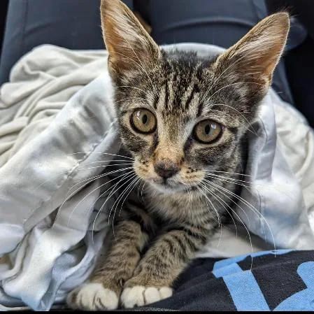 A baby small-sized female Brown / Chocolate Domestic Short Hair cat named Fiddlesticks for adoption in Garfield, AR