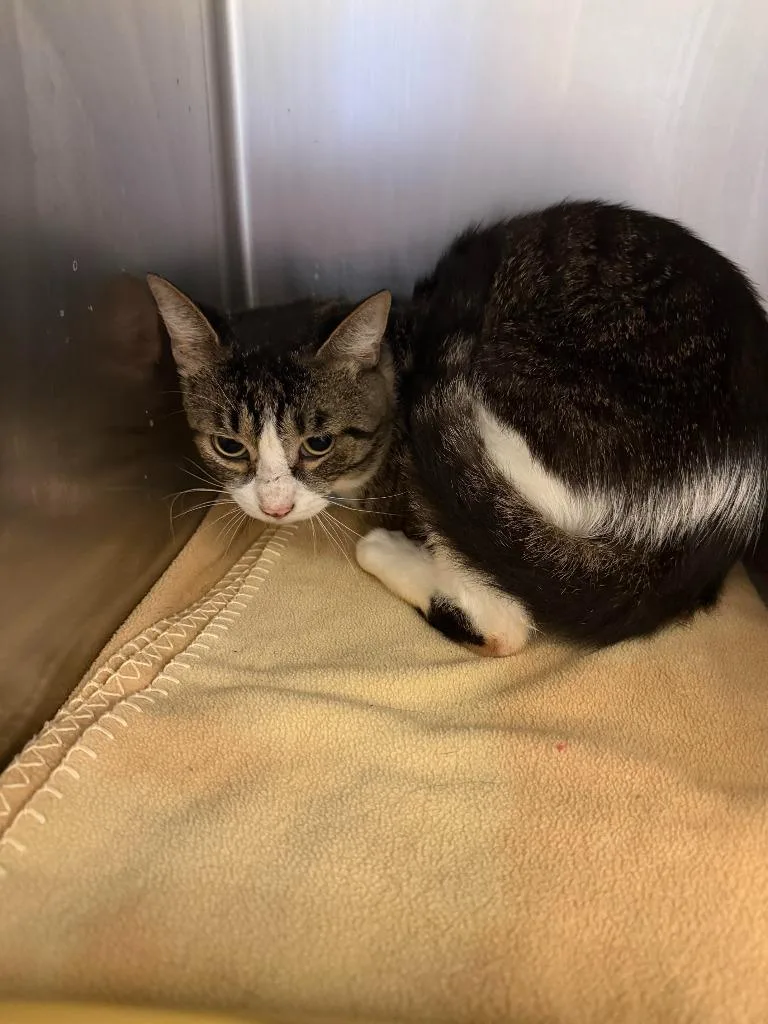A young medium-sized male Domestic Short Hair cat named Rocco for adoption in Ogdensburg, NY