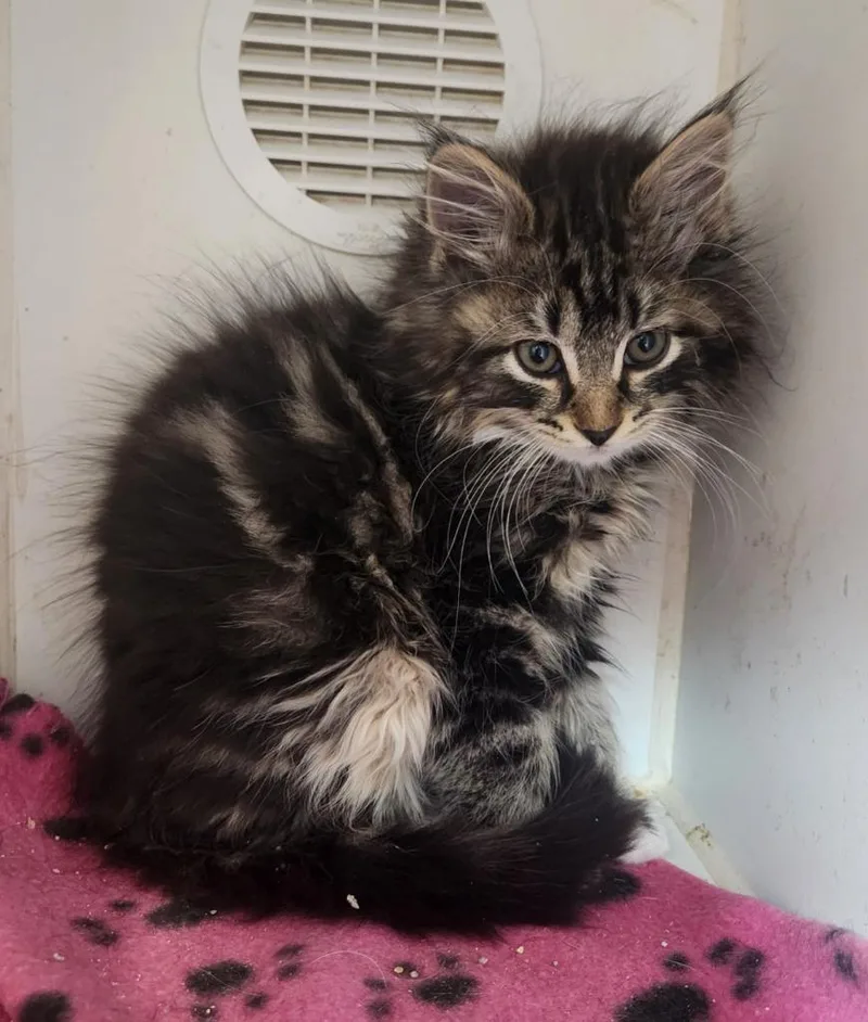A baby small-sized male Domestic Medium Hair cat named Solo for adoption in Walnutport, PA