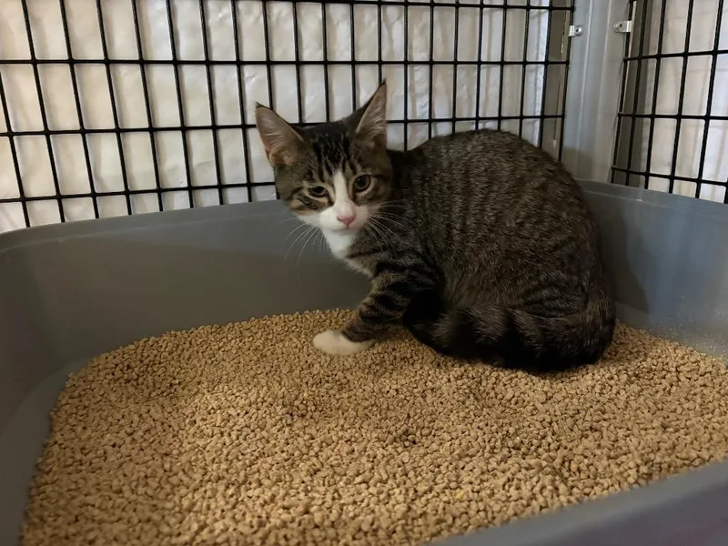 A baby medium-sized male Domestic Short Hair cat named Ancho for adoption in Raleigh, NC