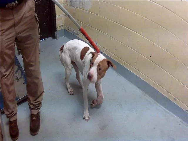 An adult medium-sized male Pit Bull Terrier dog named Money for adoption in Tulsa, OK