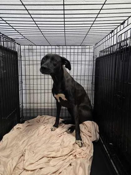 An adult large-sized female Mixed Breed dog named Dara for adoption in Sevierville, TN