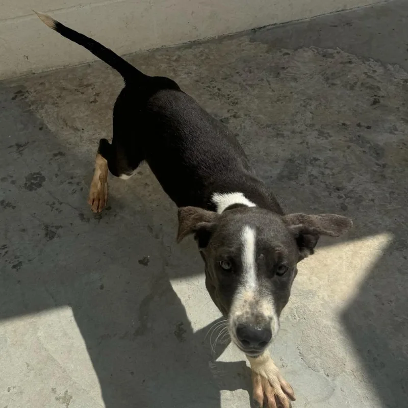 Door Buster thumbnail 2