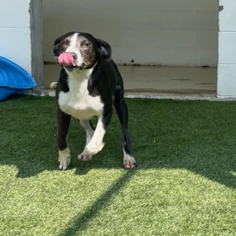 Door Buster thumbnail 3