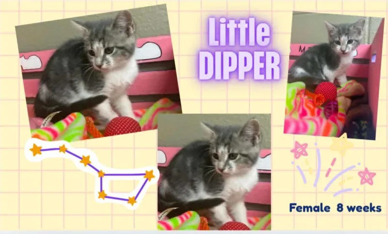 Little Dipper