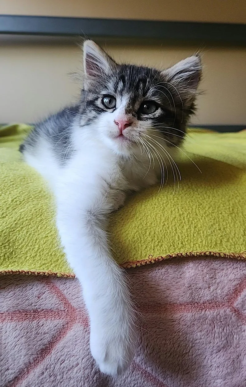 A baby small-sized male Domestic Medium Hair cat named Fluffy for adoption in San Jose, CA