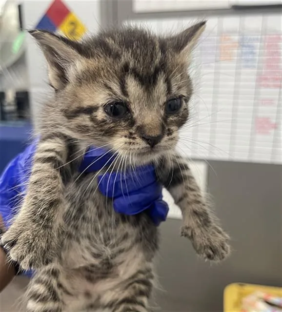 A baby medium-sized female Domestic Short Hair cat named Missy for adoption in Dallas, TX