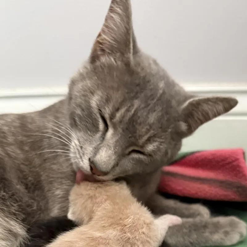 A young medium-sized female Torbie Domestic Short Hair cat named Zoey for adoption in Roswell, GA