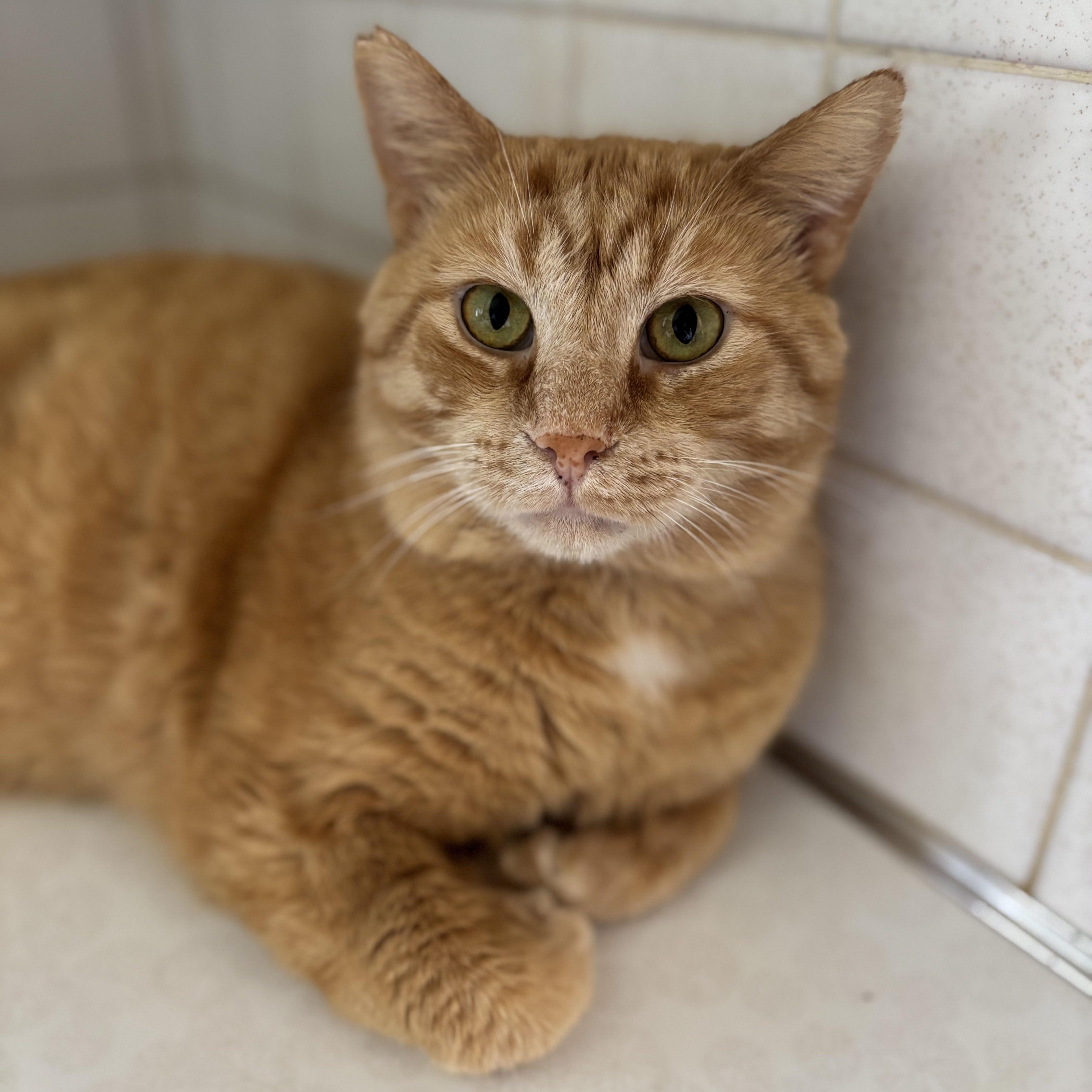 A young medium-sized male White Domestic Short Hair cat named Eddie & Lester for adoption in Buffalo, NY