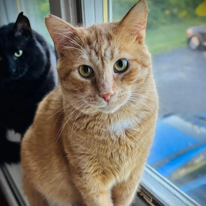 Eddie & Lester thumbnail 3