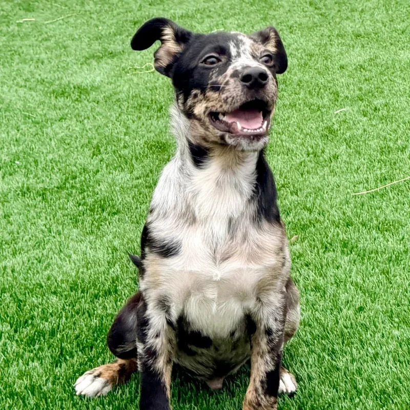 A baby medium-sized male Shepherd dog named George for adoption in La Grange, KY