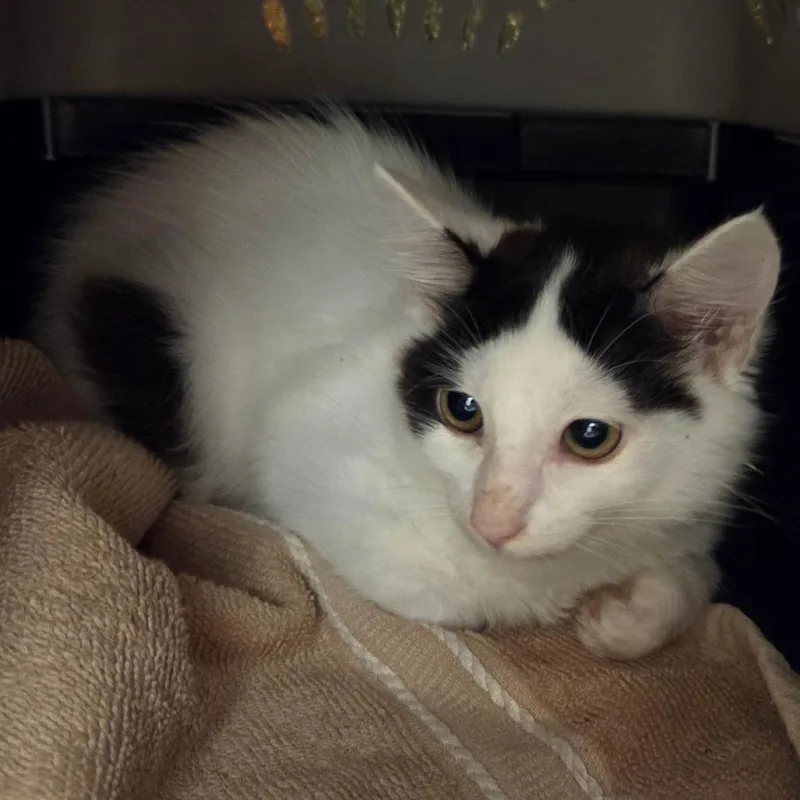 A young small-sized female Black Domestic Short Hair cat named Prancy for adoption in Chattanooga, TN