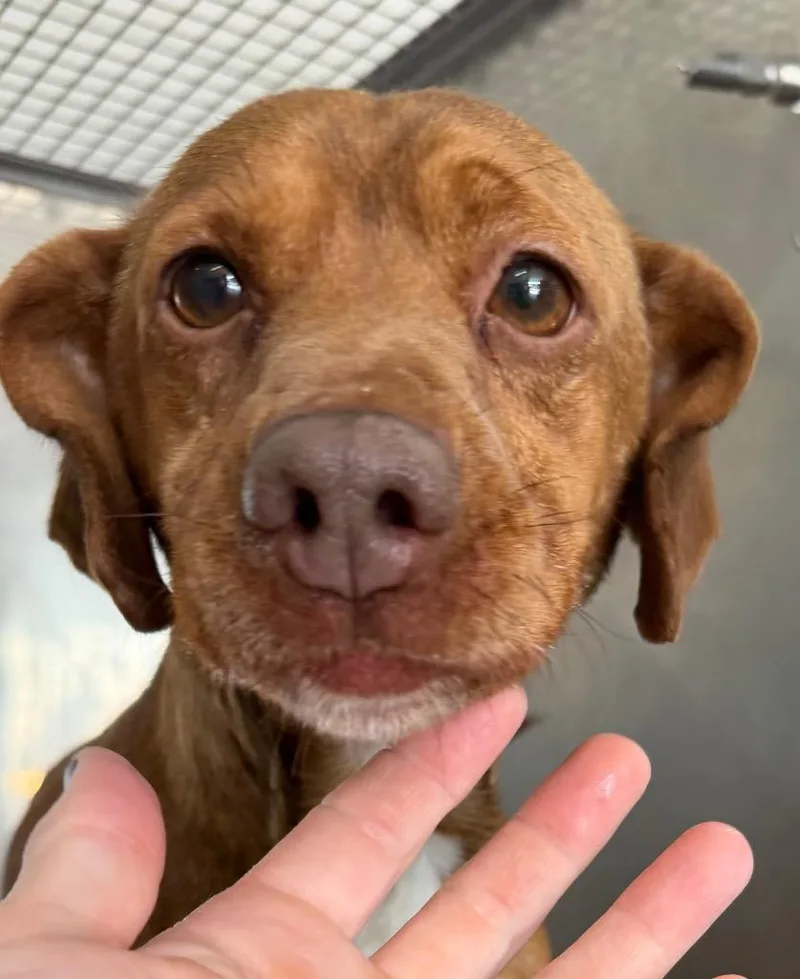 A young small-sized male Dachshund dog named Bruno for adoption in Henderson, NC