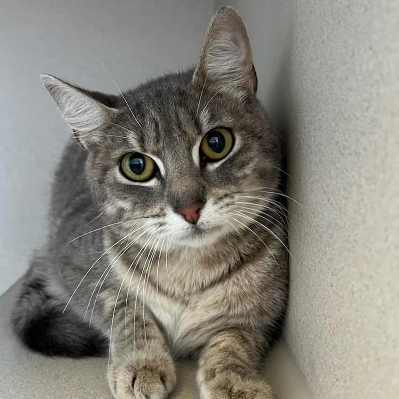 A young medium-sized female Gray / Blue / Silver Domestic Short Hair cat named Fettuccine for adoption in Redwood City, CA