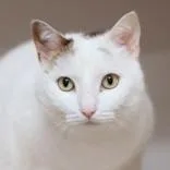A senior large-sized female White Domestic Short Hair cat named Momo for adoption in Hilliard, OH