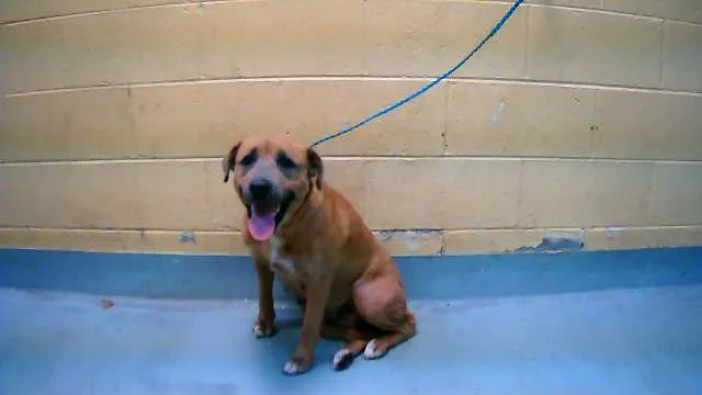 An adult medium-sized female Pit Bull Terrier dog named Bliss for adoption in Tulsa, OK