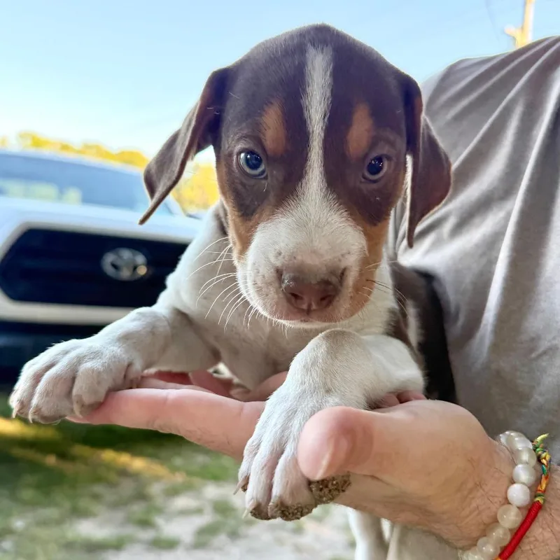 A baby small-sized male Mixed Breed dog named Pumpkin for adoption in Aberdeen, NC