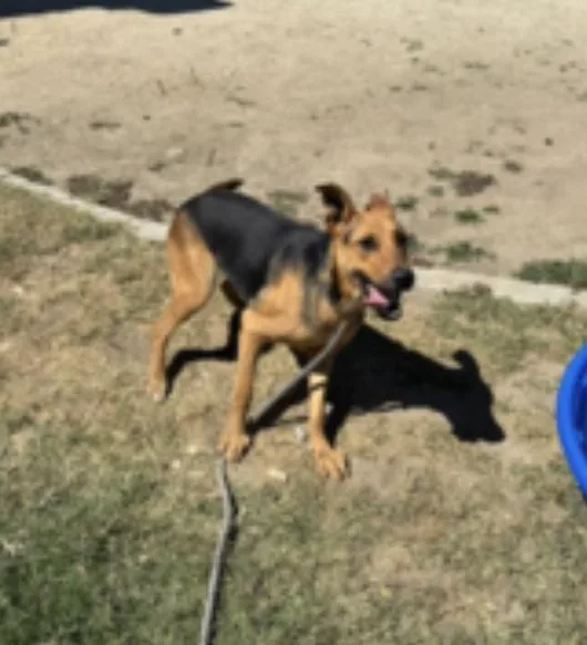 An adult medium-sized female Black German Shepherd Dog dog named Sammy for adoption in Amherst, MA