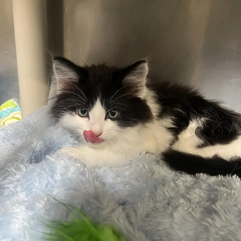 A baby small-sized male Black Domestic Long Hair cat named Robot for adoption in Mentor, OH