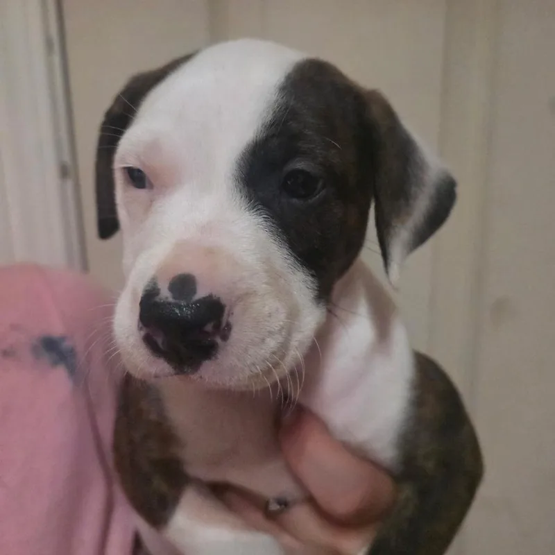 A baby medium-sized female Pit Bull Terrier dog named Laurel for adoption in Klamath Falls, OR