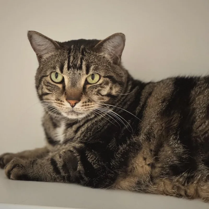 An adult extra large-sized male Domestic Short Hair cat named Gumbo for adoption in Cumming, GA