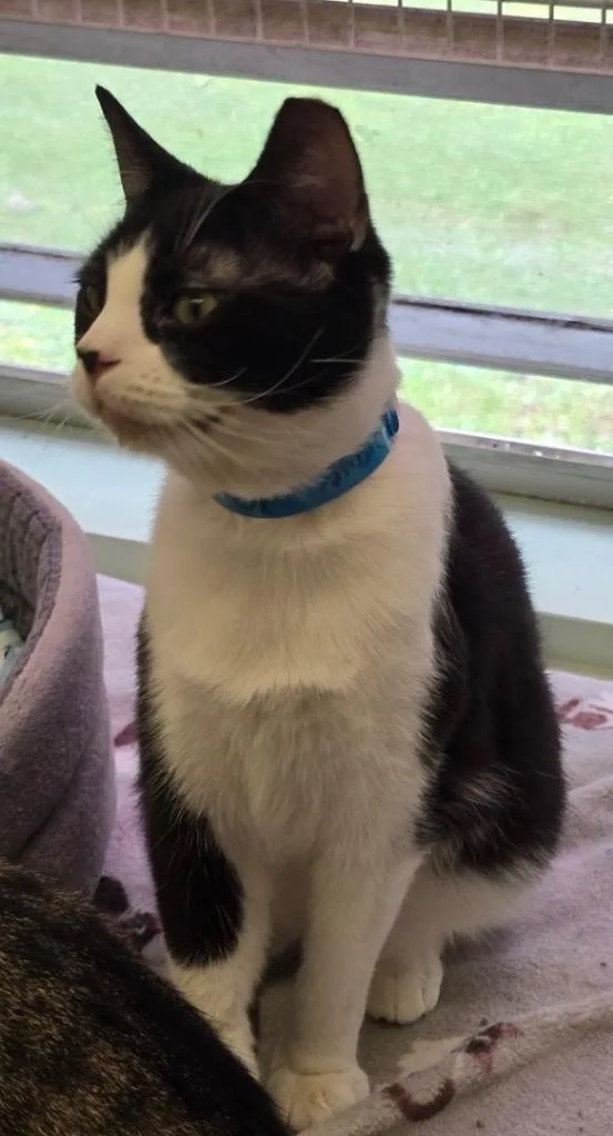 A young medium-sized male Domestic Short Hair cat named Digger for adoption in Muskegon, MI