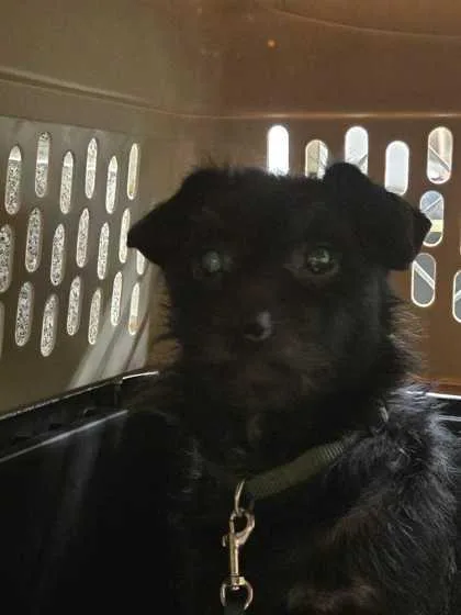 An adult small-sized male Wirehaired Dachshund dog named Roscoe Conkling for adoption in Marshall, NC
