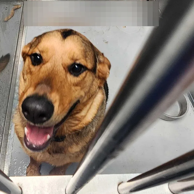 An adult medium-sized male Brown / Chocolate Mixed Breed dog named Bonald Bump for adoption in Davenport, IA