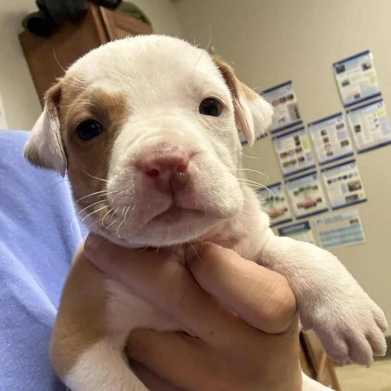A baby small-sized female White / Cream Pit Bull Terrier dog named Amber  U for adoption in Tupelo, MS