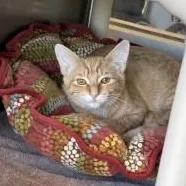 A baby medium-sized male Extra-Toes Cat / Hemingway Polydactyl cat named Dusty for adoption in Murphy, TX