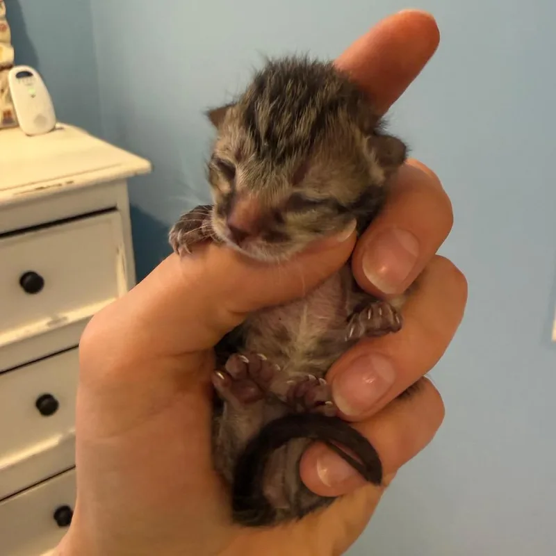 A baby small-sized female Brown / Chocolate Domestic Short Hair cat named Butter for adoption in Chaska, MN