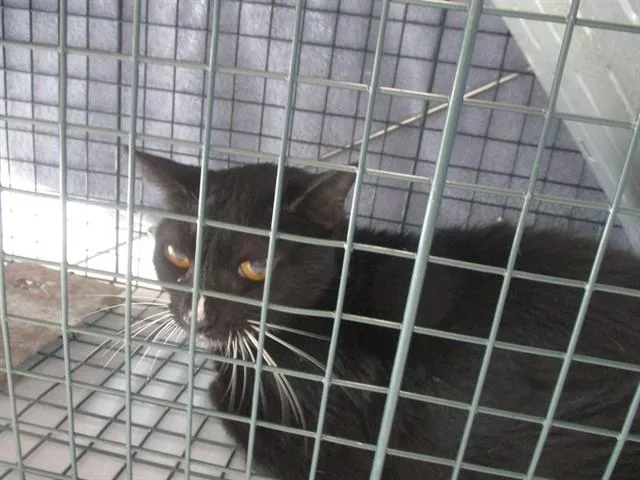 An adult small-sized female Domestic Short Hair cat named Stormy Rayne for adoption in Ocala, FL