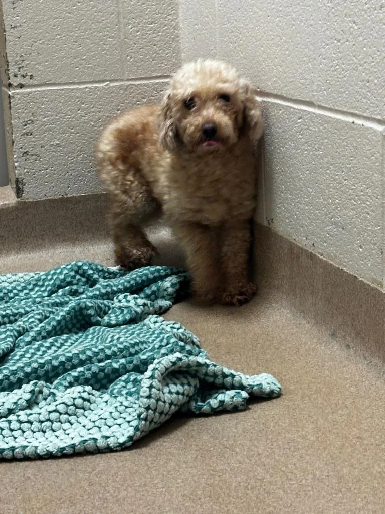 An adult small-sized female Bichon Frise dog named Bristol for adoption in Lima, OH