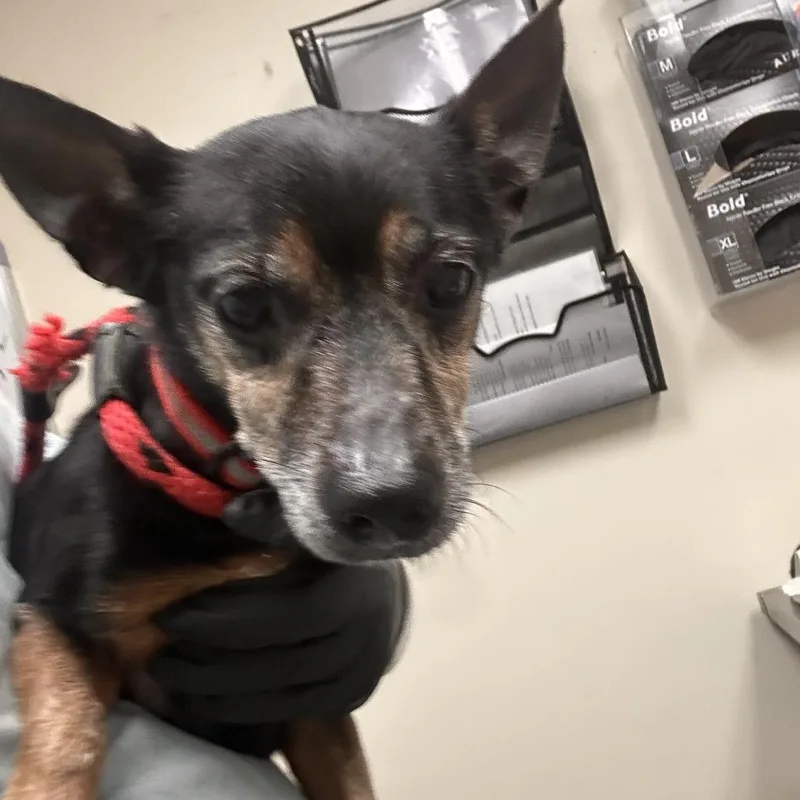 An adult small-sized male Chihuahua dog named Stewart for adoption in Lakeland, FL